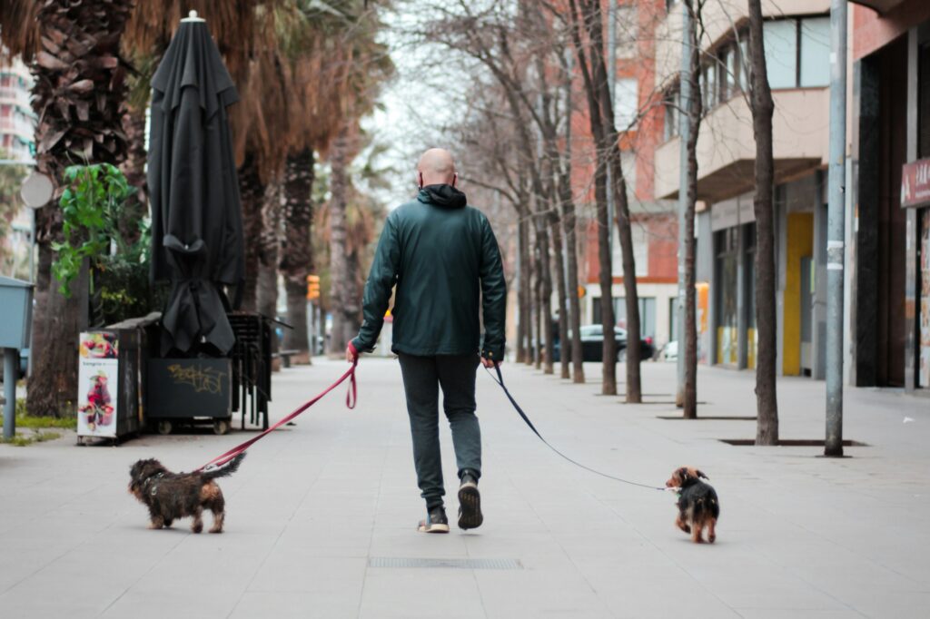 Are you a dog sitter near Stratford, London? Join OnCommando now.