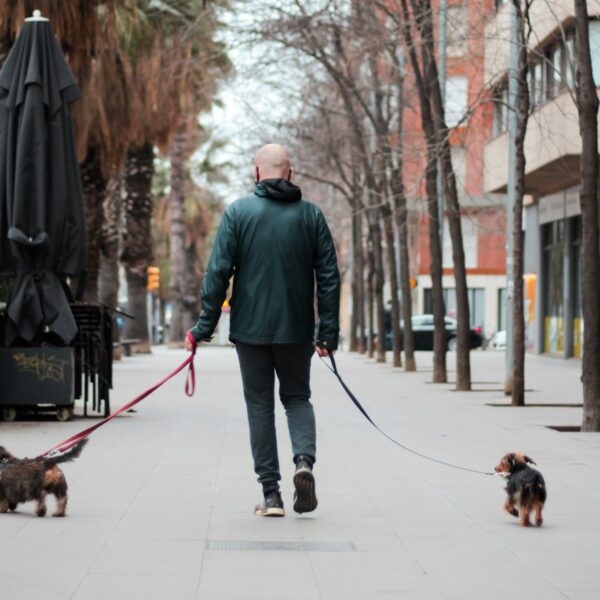 Are you a dog sitter near Stratford, London? Join OnCommando now.